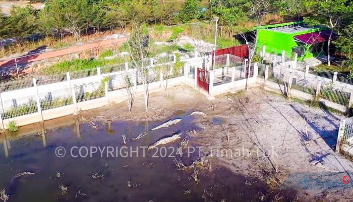 PPS Alobi di Kampoeng Reklamasi Air Jangkang PT Timah Rehabilitasi Puluhan Buaya, Endy: Tambang Ilegal Jadi Biang Terganggunya Ekosistem Buaya