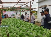 Memberdayakan Kelompok Perempuan Pesisir untuk Mendukung Ketahanan Pangan, PT Timah Gandeng Kelompok Lanjut Bestari Tanam Sayuran