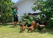 Dukung Program Ketahanan Pangan, Penghuni Komplek Perumahan Unmet PT Timah Manfaatkan Pekarangan