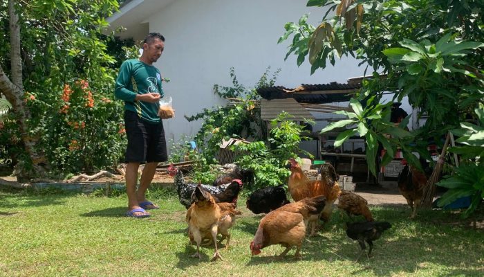 Dukung Program Ketahanan Pangan, Penghuni Komplek Perumahan Unmet PT Timah Manfaatkan Pekarangan