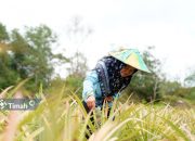 Zulyanti Sosok Inspiratif Dibalik Suksesnya Kelompok Tani Aek Jelutung, Kembangkan Program PROTEIN NABATI Bersama PT Timah