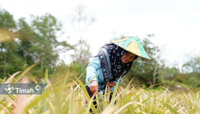Zulyanti Sosok Inspiratif Dibalik Suksesnya Kelompok Tani Aek Jelutung, Kembangkan Program PROTEIN NABATI Bersama PT Timah
