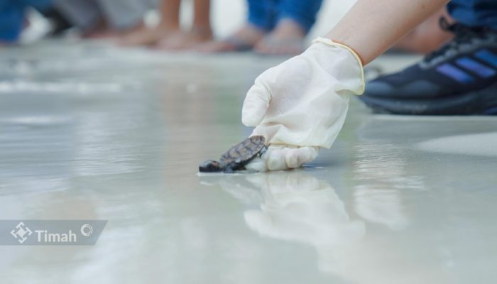 PT TIMAH Tbk Bersama Grup MIND ID dan BKSDA Sumsel Lepasliarkan Tukik Penyu Sisik di Belitung