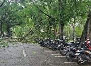 Keamanan Warga Prioritas, Pj Wako Budi Utama Tindak Cepat Atasi Pohon Tumbang dan Pangkas Pohon Berisiko