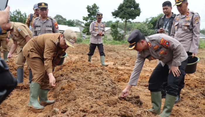 Realisasi Program Swasembada Pangan Nasional, Pemkot dan Polresta Pangkalpinang Kolaborasi Tanam Jagung Satu Hektar