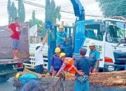 PLN Kolaborasi dengan Pemkot Pangkalpinang dalam Kegiatan Pemangkasan Pohon