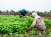 Farm Estate Tanjung Ular PT Timah, Manfaatkan Lahan Untuk Dukung Asta Cita