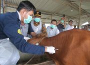 Aksi Cepat Pj Gubernur Sugito, Pantau Langsung Vaksinasi Cegah Penyebaran PMK Hewan Ruminasia