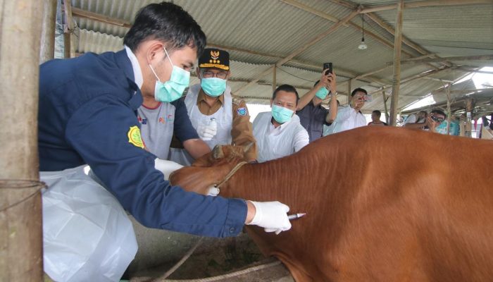 Aksi Cepat Pj Gubernur Sugito, Pantau Langsung Vaksinasi Cegah Penyebaran PMK Hewan Ruminasia