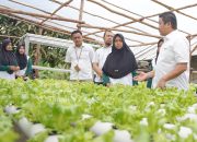 Dorong Pemberdayaan Ekonomi Lokal, PT Timah Gerakkan Program Hidroponik Bagi Kelompok Perempuan di Desa Sawang Laut