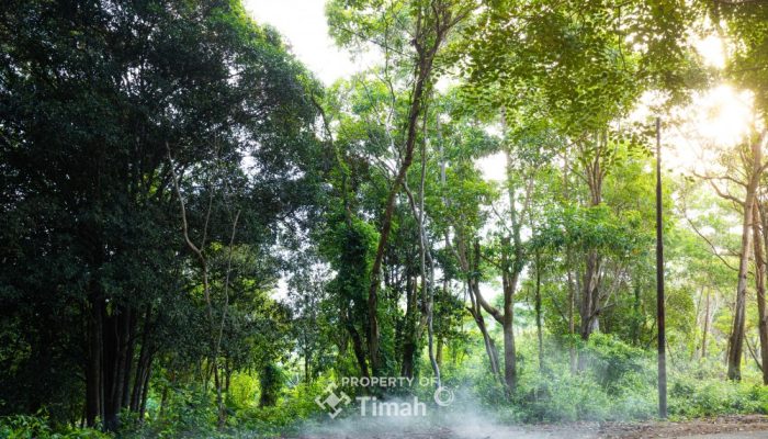 Konservasi Hutan Kehati, Langkah Nyata PT Timah Menuju Keberlanjutan