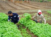 Inisiatif PT Timah Dalam Mendukung Sektor Pertanian, Mendukung Program Ketahanan Pangan