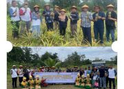 Kolaborasi PT Timah dan Kelompok Tani Air Jelutung Desa Badau Sulap Lahan Bekas Tambang Jadi Kebun Nanas