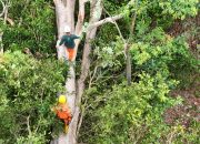 PLN Babel Bersama Warga Bersihkan Pohon Kritis, Jaga Keandalan Transmisi 150kV