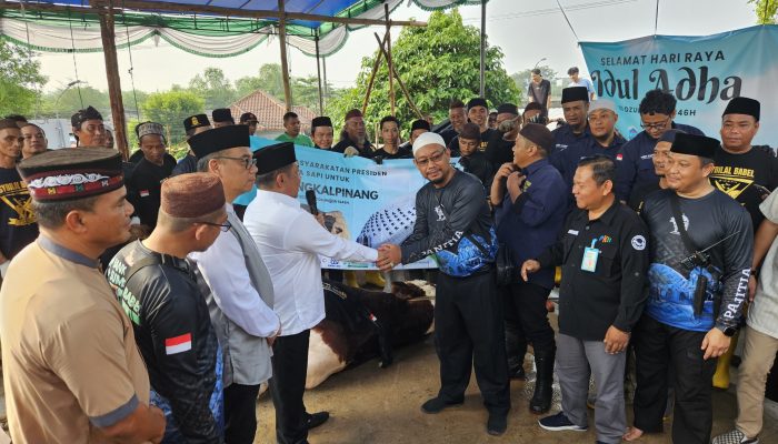 Pemkot Pangkalpinang Serahkan Bantuan Sapi Presiden ke Masjid Agung Kubah Timah
