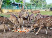 Lindungi Satwa Endemik, PT Timah Laksanakan Program Kehati Hingga Pusat Penyelamatan Satwa