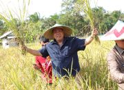 Dusun Air Asam Panen Raya, Gubernur Optimis Babel Wujudkan Swasembada Pangan