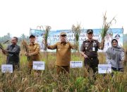 Pemprov Babel All Out Dukung Produksi Padi, Targetkan Kurangi Ketergantungan Pangan Luar Daerah