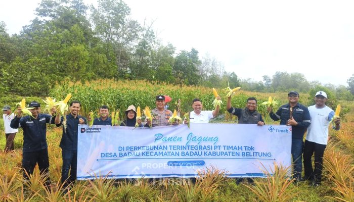 Dukung Pemberdayaan Masyarakat, PT TIMAH Kembangkan Pertanian Jagung di Lahan Pascatambang Bersama Kelompok Tani di Belitung