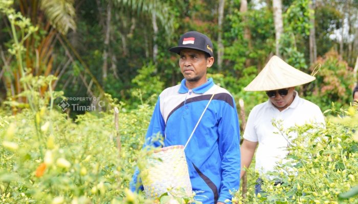 Sinergi untuk Wujudkan Ketahanan Pangan, PT TIMAH Optimalkan Potensi Pertanian Lokal dengan Lakukan Hal Ini