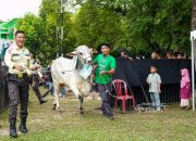 PT TIMAH Salurkan Ratusan Hewan Kurban di Momen Idul Adha, Kepala Daerah Apresiasi Konsistensi Berbagi untuk Masyarakat