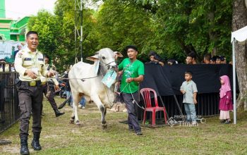 PT TIMAH Salurkan Ratusan Hewan Kurban di Momen Idul Adha, Kepala Daerah Apresiasi Konsistensi Berbagi untuk Masyarakat