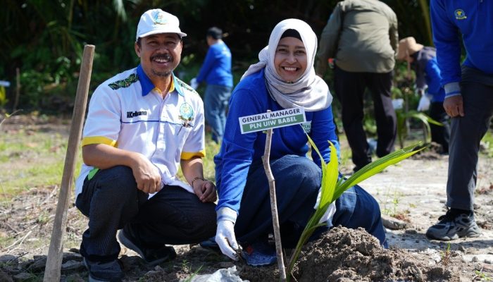 Pulihkan Pesisir Pantai yang Kritis, PLN UIW Babel Bersama Pemprov dan Yayasan Ikebana Sinergi Tanam 4.000 Bibit Kelapa dan Mangrove di Pantai Temberan